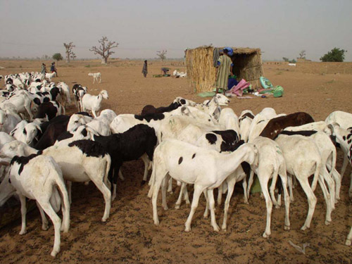 TABASKI : L’inquiétude gagne les vendeurs de moutons de Kahone