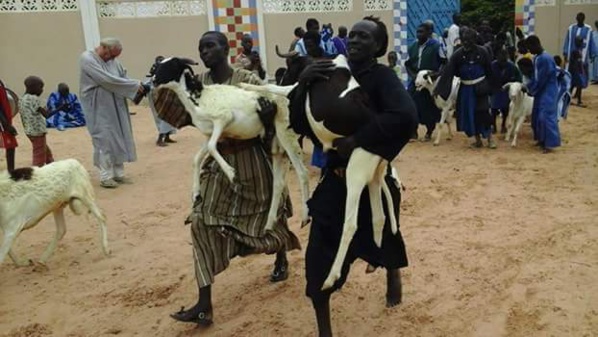 TOUBA - Le Khalife des Baay-Fall offre 360 moutons au Khalife Général des Mourides