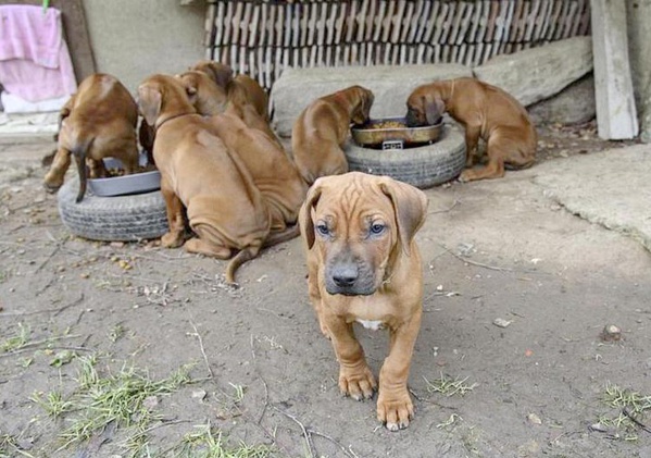 Kolda: Plus de 200 chiens errants abattus par le service régional de l'élevage