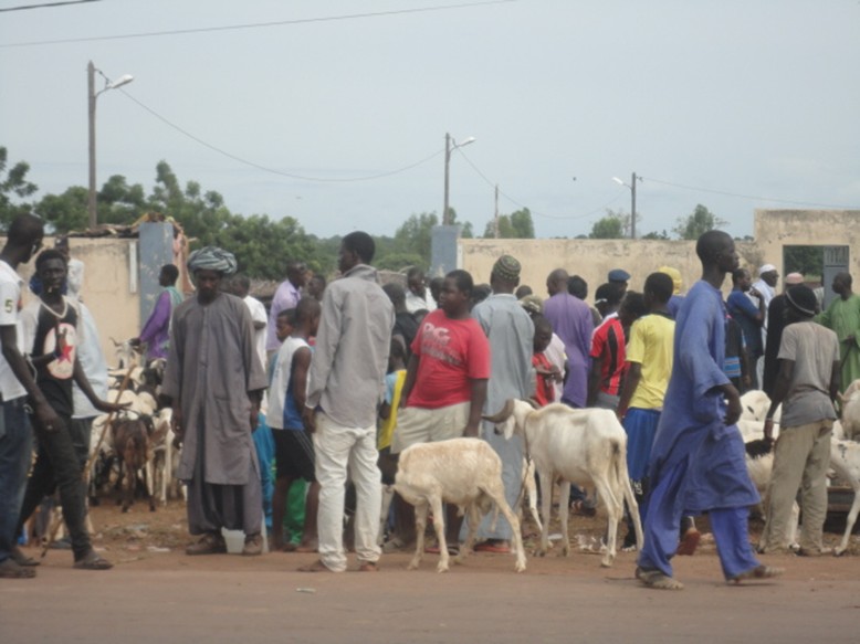 TABASKI : 20.000 moutons attendus pour satisfaire les Koldois