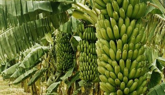 Vélingara : Les premières pluies font perdre 18 millions à un producteur de bananes