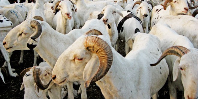 80 moutons de la mutuelle de la gendarmerie volés à Linguère