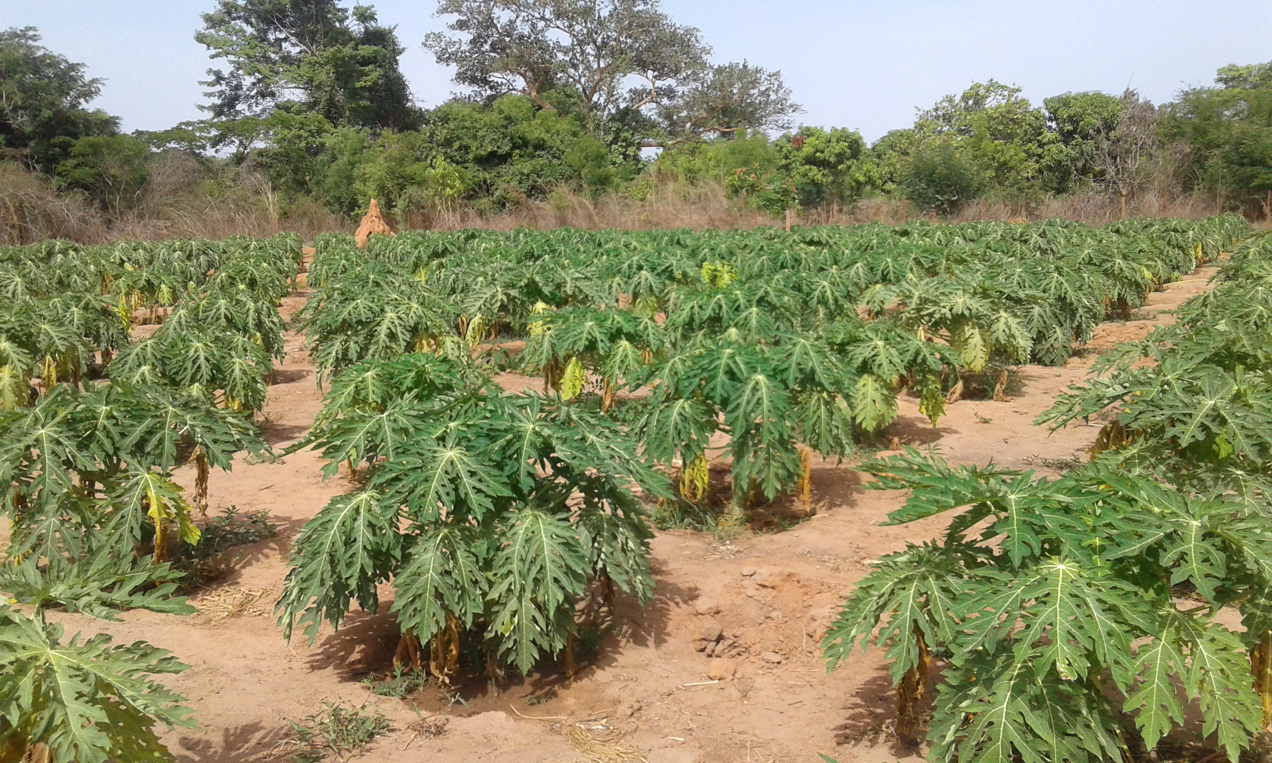 ZIGUINCHOR : Les Villages de Darsalam et Toubacouta à l'heure de la Papaye et du Piment biologique