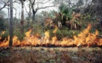 Feux de Brousse : Les Eaux et Forêts sans Camions Citerne à Bignona et Ziguinchor