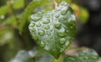 L’ANACIM annonce des pluies d’intensités variables