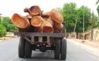 Ziguinchor / Suspension Des Permis De Coupe De Bois : Les Menuisiers Dans Le Désarroi