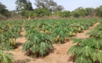 ZIGUINCHOR : Les Villages de Darsalam et Toubacouta à l'heure de la Papaye et du Piment biologique