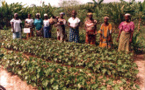 Le Sénégal compte 400 éco-villages